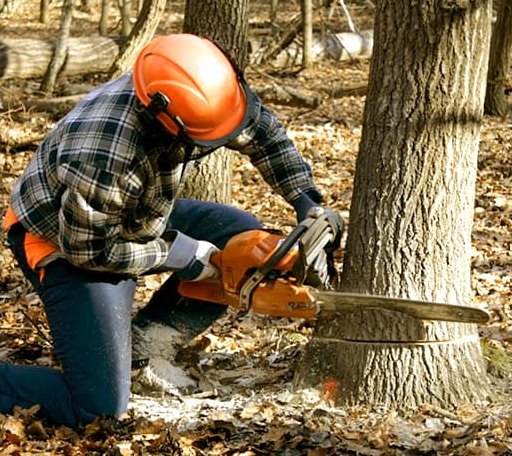 Tree Removal in Spreckels, CA
